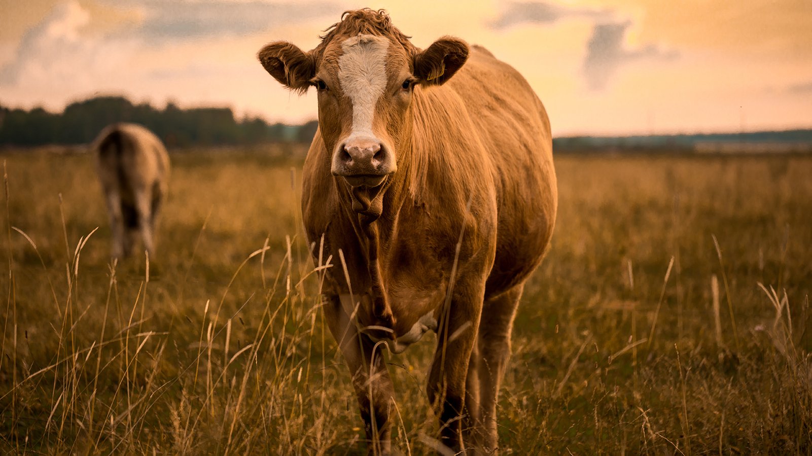 Animal Agriculture Responsible For 87% Of Greenhouse Gas Emissions, Finds New Report