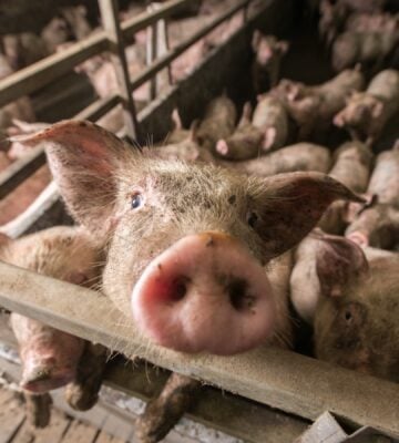 UK Government's Animal Welfare Action Plan Blasted For Not Tackling Factory Farming