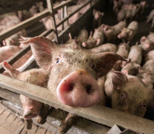 UK Government's Animal Welfare Action Plan Blasted For Not Tackling Factory Farming