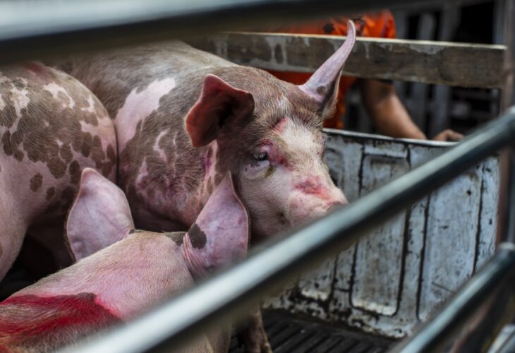 UK Government Launches Action Plan For Animal Welfare Following Queen's Speech