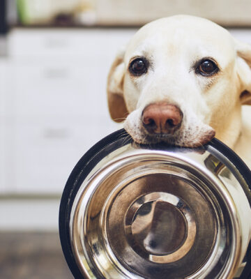 Cell-Cultured Pet Food Brand Lands Hefty Investment