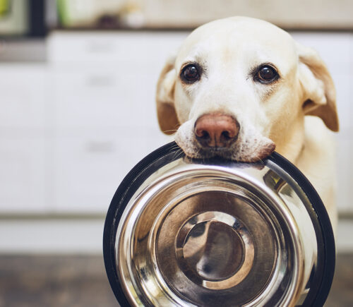 Cell-Cultured Pet Food Brand Lands Hefty Investment
