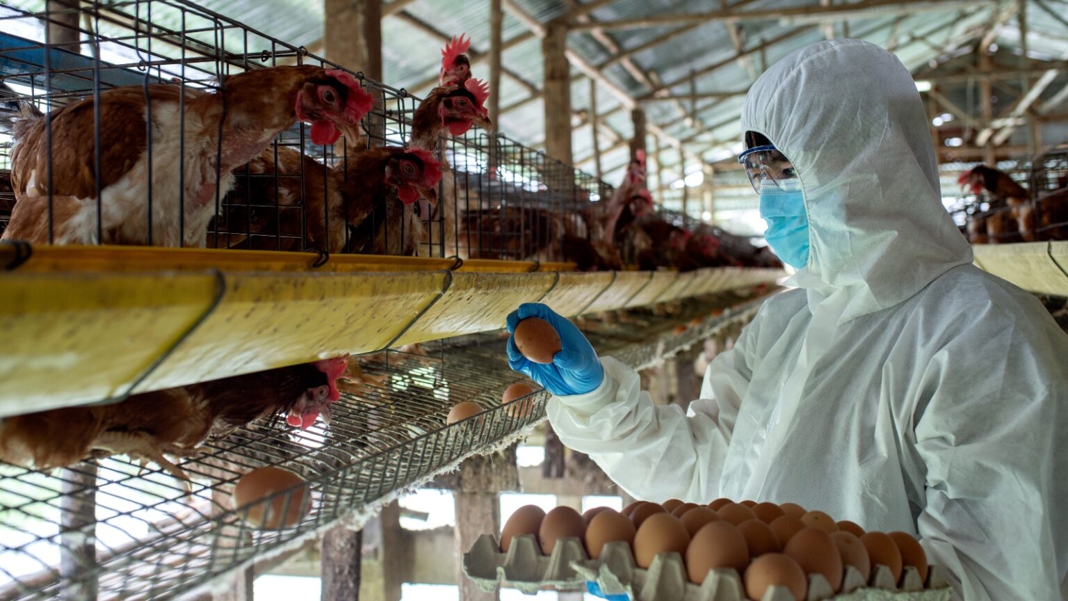 People Fail To Recognize Factory Farming's Link To Zoonotic Diseases ...