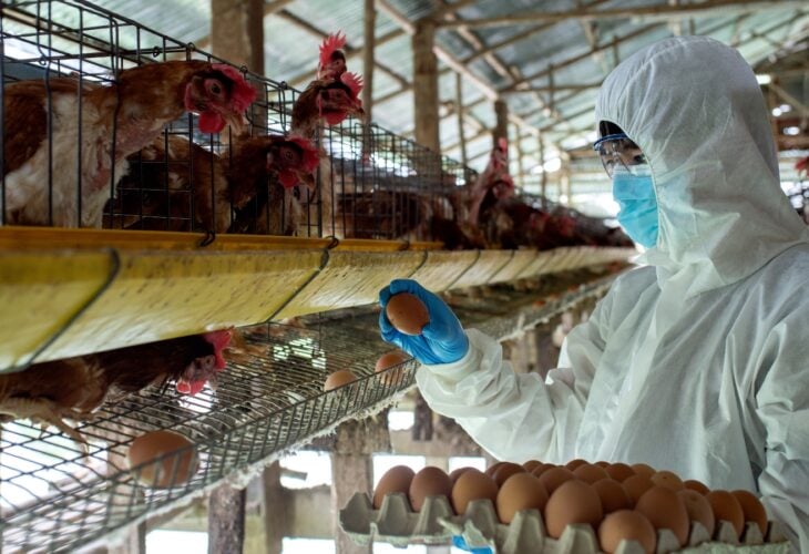 People Fail To Recognize Factory Farming's Link To Zoonotic Diseases