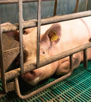A pig farm has been shut down following a Viva! investigation that uncovered a 'serious' risk to public health