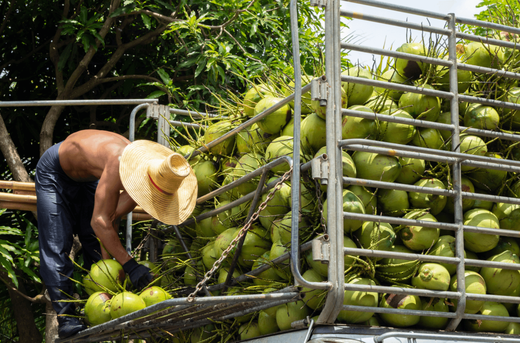 Man loading harvested coconuts onto a truck