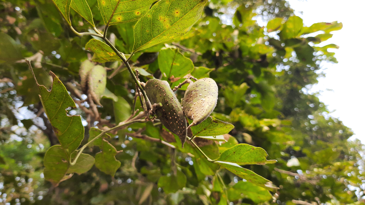 Danone and Terviva are working together on plant-based protein products using the Pongamia tree