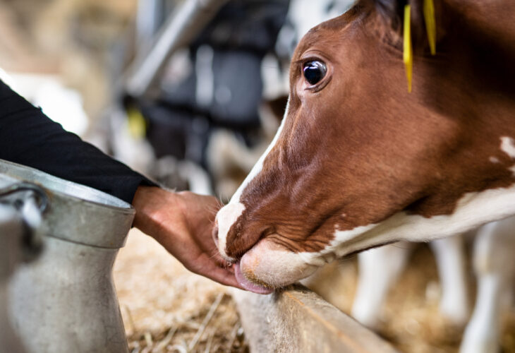The ban on PAP feed, made from animal remains, is set to be lifted in the EU - despite it being instated to stop the outbreak of BSE