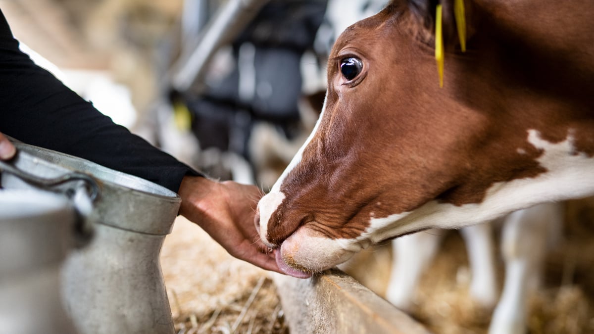 The ban on PAP feed, made from animal remains, is set to be lifted in the EU - despite it being instated to stop the outbreak of BSE