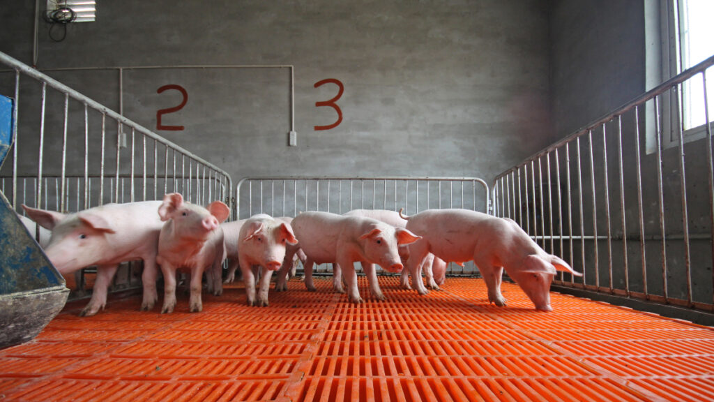 A rare swine flu human variant has been reported in a Canadian province