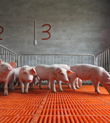 A rare swine flu human variant has been reported in a Canadian province