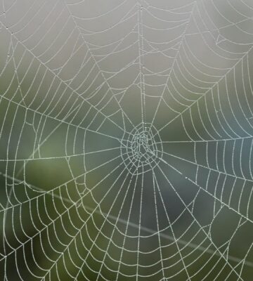 Vegan Spider Silk Could Replace Single-Use Plastic