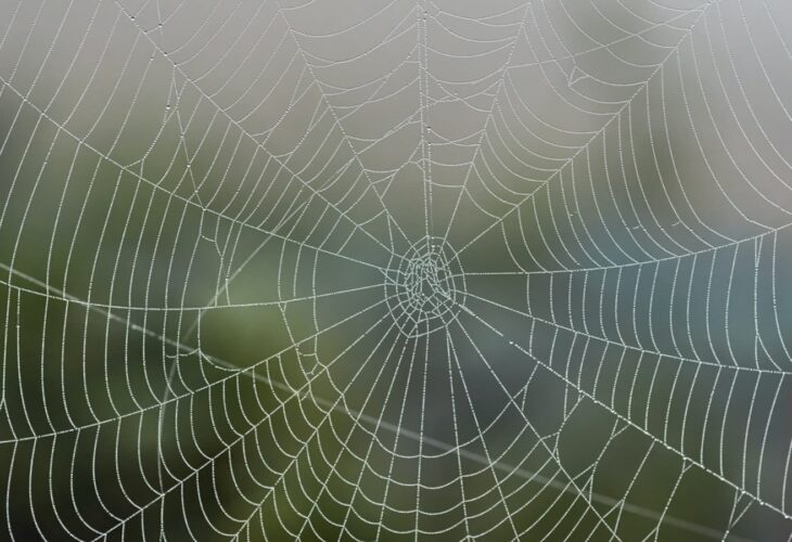 Vegan Spider Silk Could Replace Single-Use Plastic