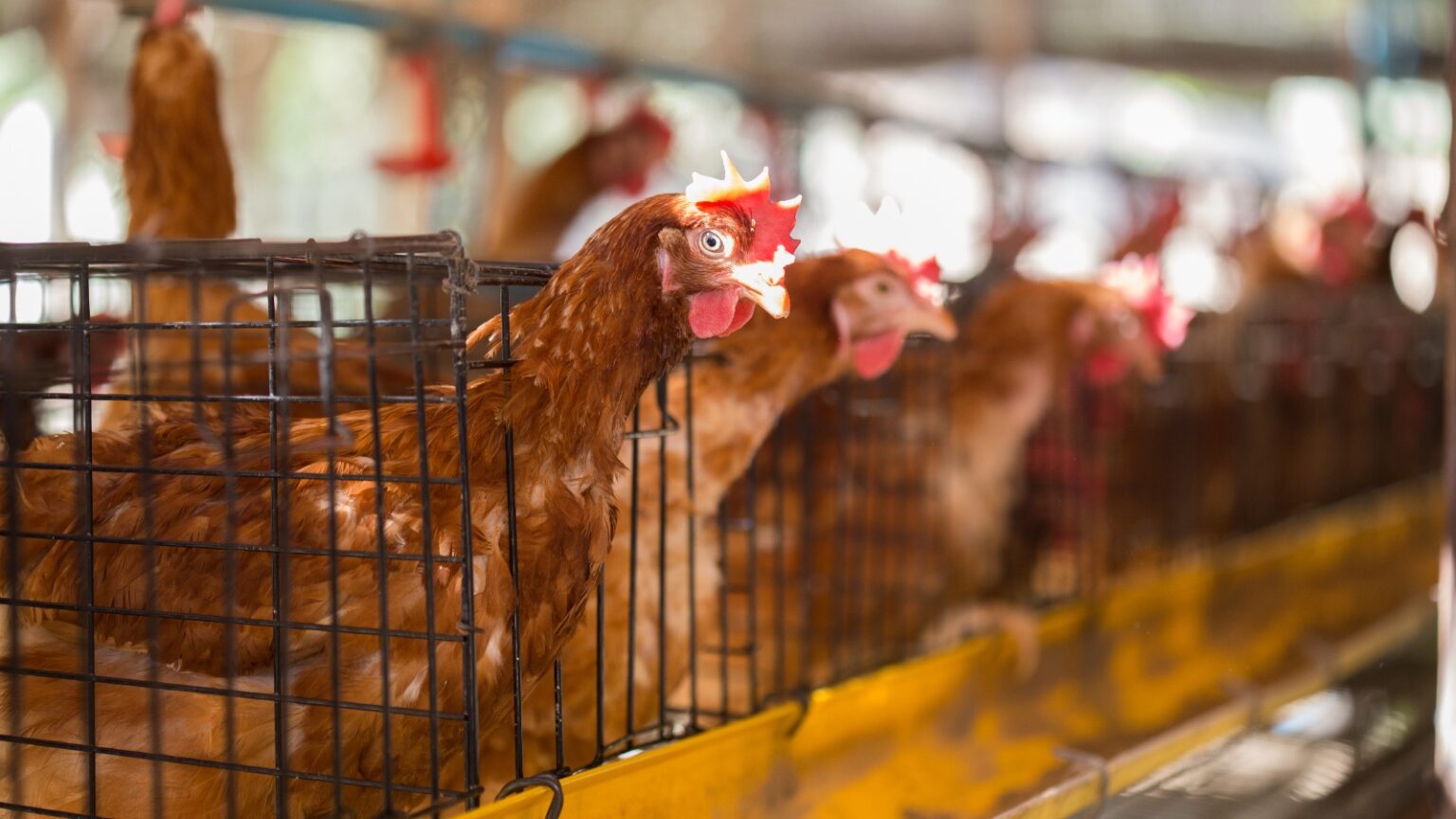 European Parliament Votes To Ban Caged Farming - Plant Based News