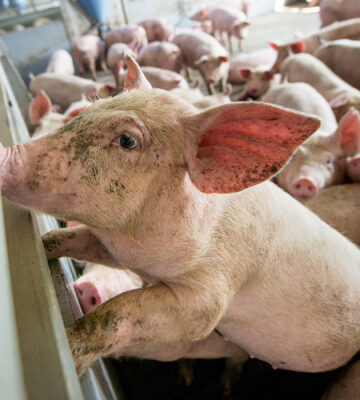 Raising Awareness Of Factory Farm Conditions May Slash Meat Consumption