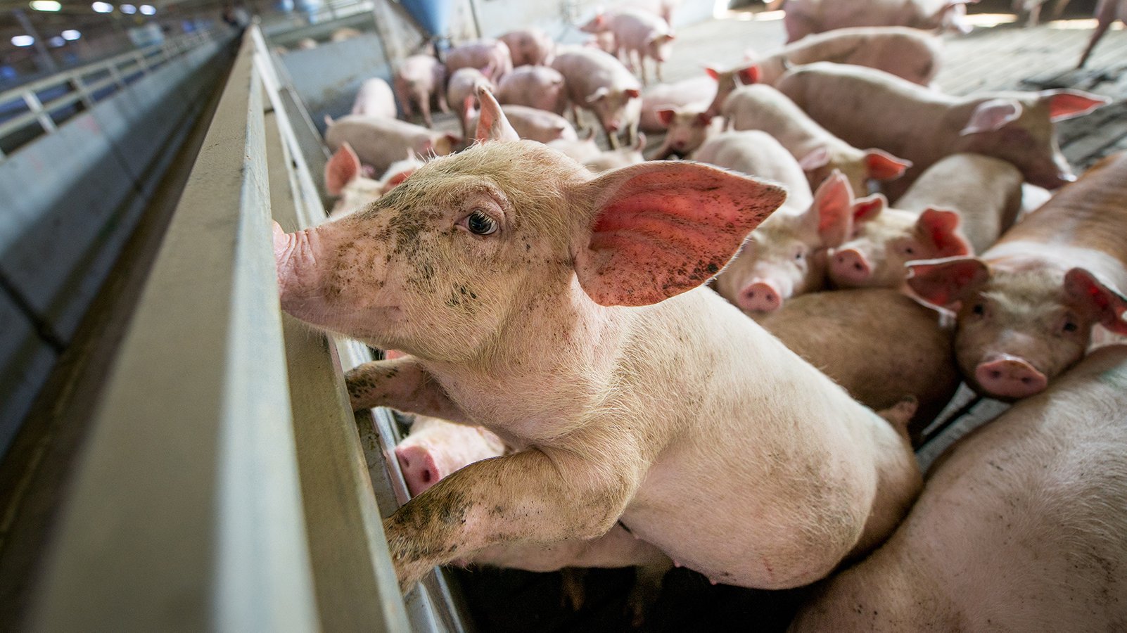 Raising Awareness Of Factory Farm Conditions May Slash Meat Consumption -  Plant Based News