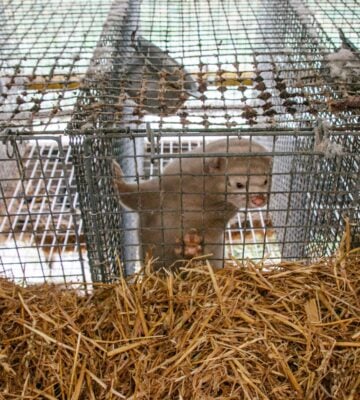 Estonia bans fur farming