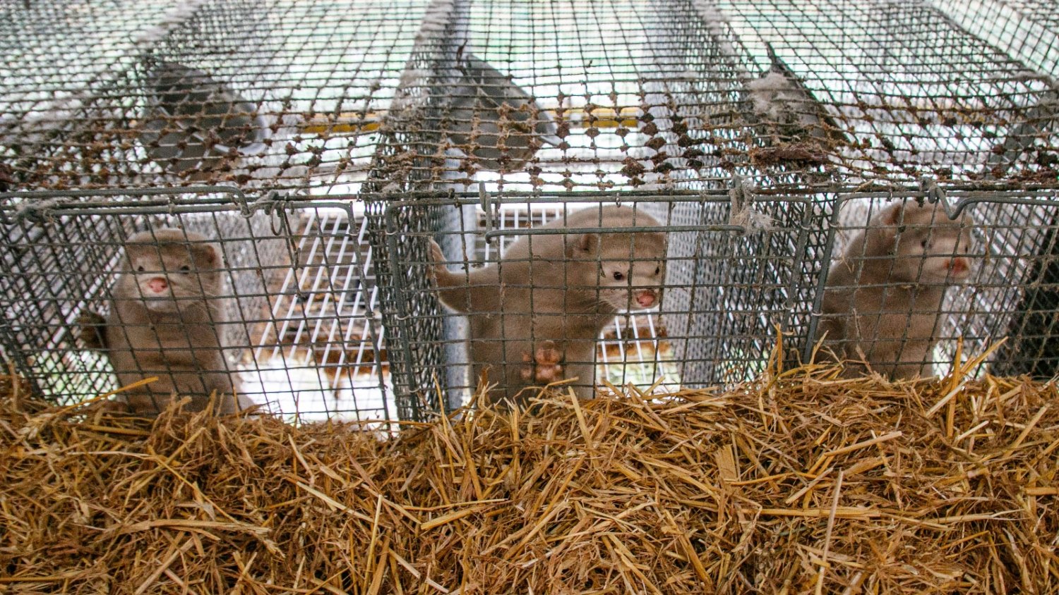 Estonia bans fur farming