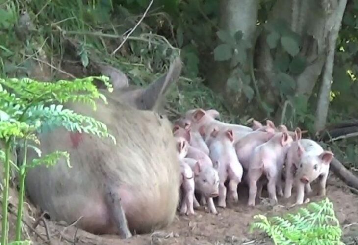 Mother pig in the woods with her piglets
