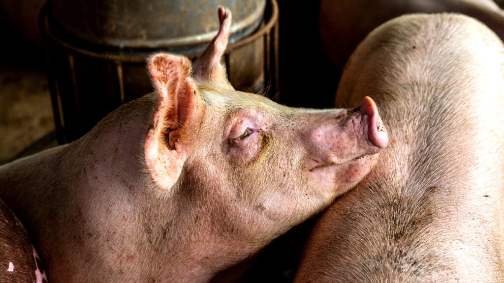 Investigations into UK pig farms have uncovered alarming findings that pick about assured schemes such as Red Tractor, and farms supplying major supermarkets