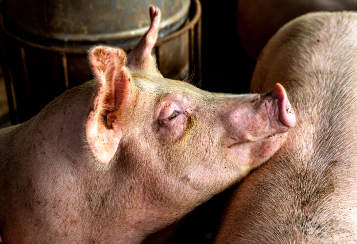 Investigations into UK pig farms have uncovered alarming findings that pick about assured schemes such as Red Tractor, and farms supplying major supermarkets