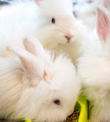 Fashion House Valentino To Phase Out Rabbit Fur