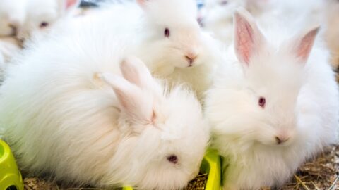 Fashion House Valentino To Phase Out Rabbit Fur - Plant Based News