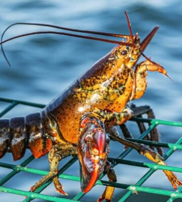 Boiling Lobsters And Squid Alive Could Soon Be Banned In The UK