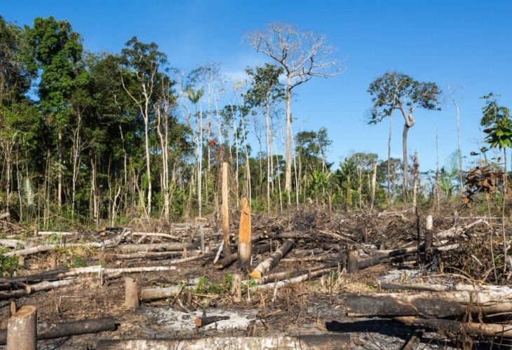 Amazon Rainforest Now Emits More CO2 Than It Absorbs For First Time