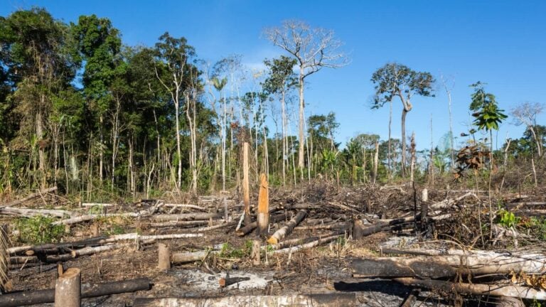 Amazon Rainforest Now Emits More CO2 Than It Absorbs For First Time ...