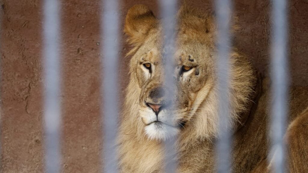 Captive Animals In Nearly 70 Zoos To Receive Experimental Covid Vaccine