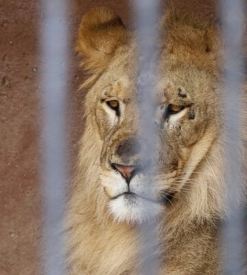 Captive Animals In Nearly 70 Zoos To Receive Experimental Covid Vaccine
