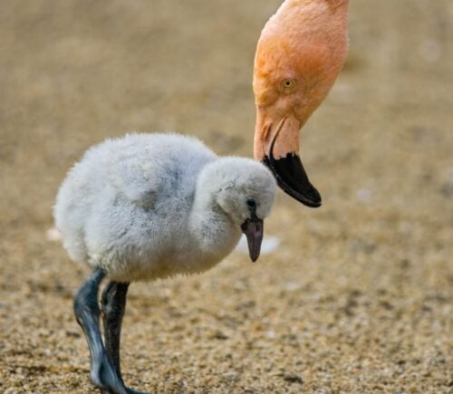 Drought Caused By Climate Change Kills Thousands Of Baby Flamingos