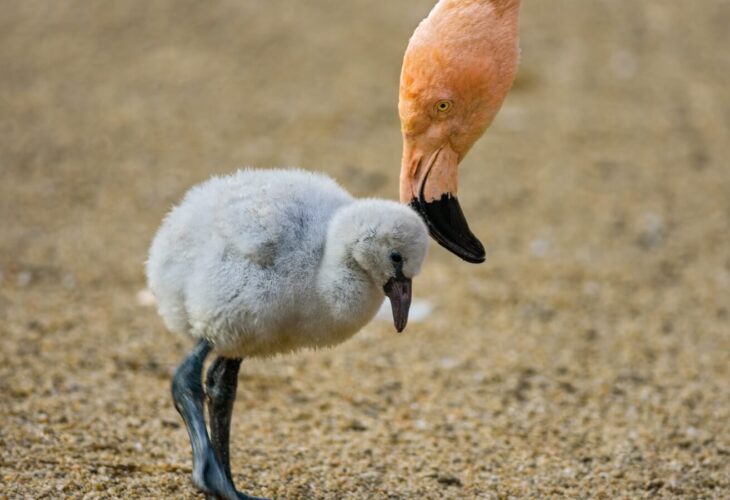 Drought Caused By Climate Change Kills Thousands Of Baby Flamingos