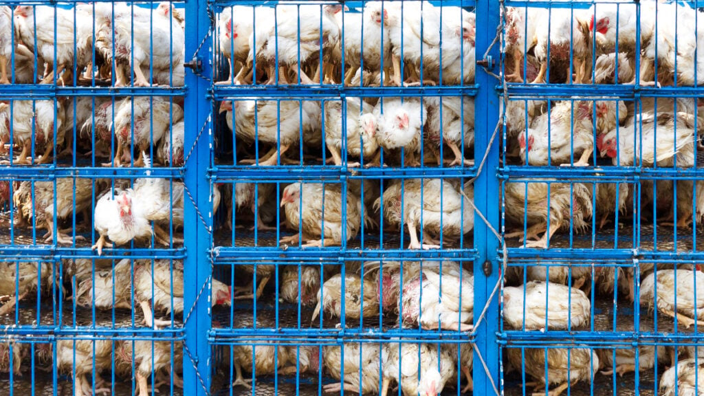 The European Commission has confirmed it will ban the use of 'cruel' animal cages by 2027