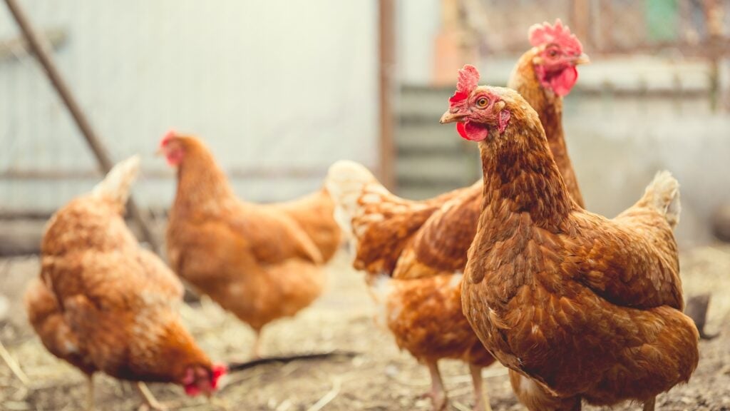 New Vegan Nuggets To Save Over 1.1 Million Chickens From Slaughter