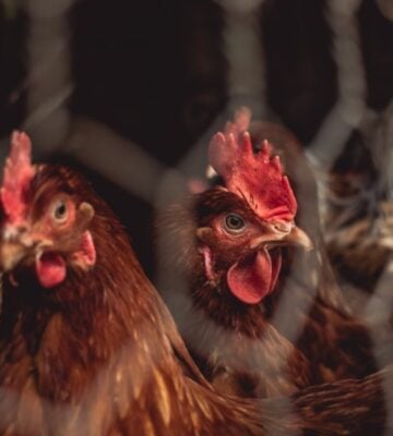 Melbourne KFC Accused Of Animal Abuse By Persistent Vegan Protestor