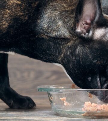 Raw Meat In Dog Food Is An ‘International Public Health Risk’, Experts Say