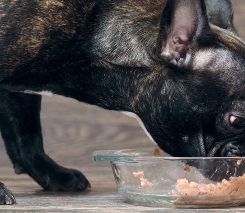 Raw Meat In Dog Food Is An ‘International Public Health Risk’, Experts Say