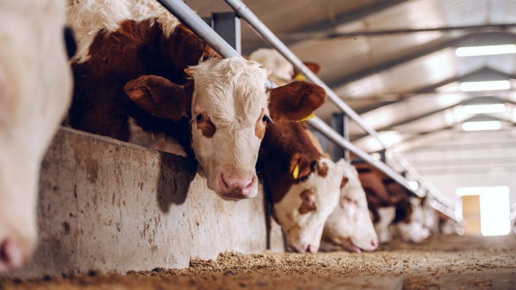 The meat industry across the globe is mimicking tobacco company tactics in order to dodge climate change blame, according to a major investigation.