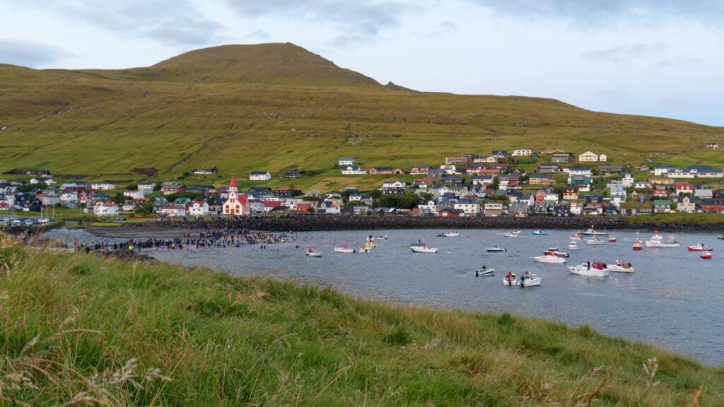 Fishing boats chasing whales ashore during the annual whale hunt