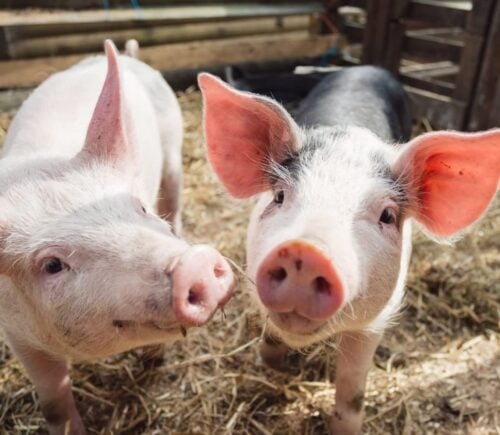 World’s First ‘Festival For Pigs’ Arrives In UK, And It’s Vegan