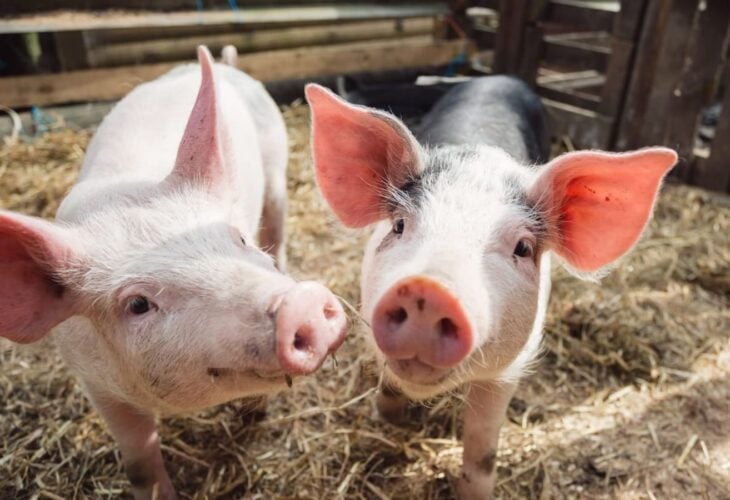 World’s First ‘Festival For Pigs’ Arrives In UK, And It’s Vegan