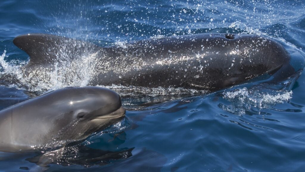 Two pilot whales swimming in the ocean