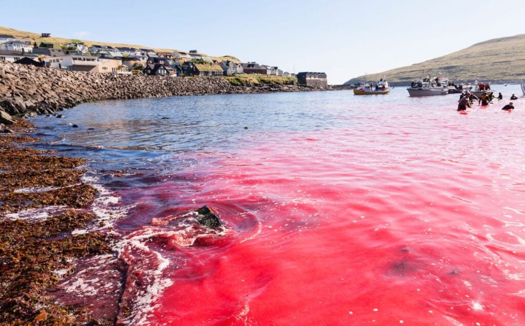 The water in a killing bay turns red from the blood of hunted pilot whales in the Faroe Islands