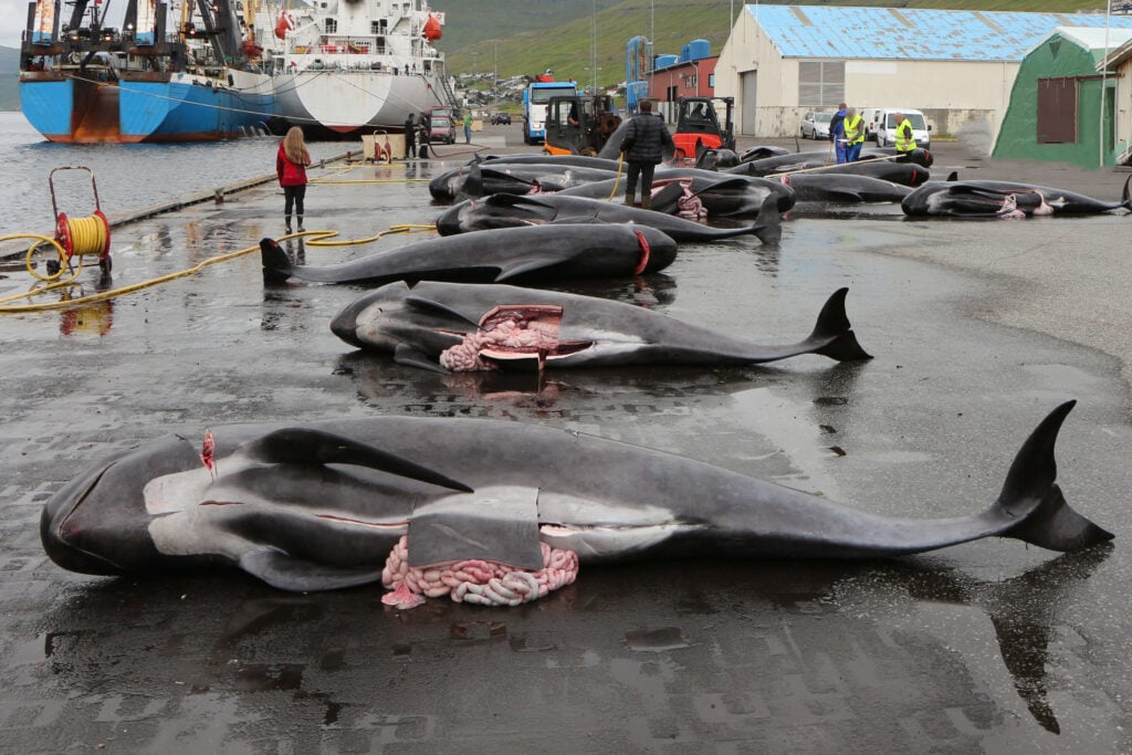 Pilot whales who have been hunted and had their insides removed for human consumption in the Faroe Islands