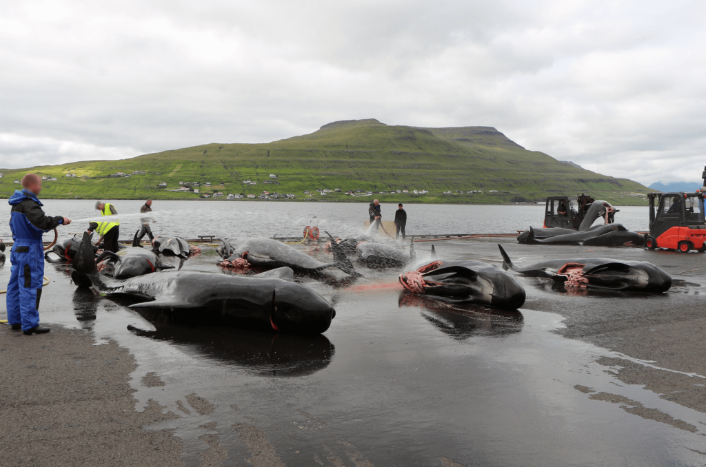 Locals hosing down the deceased bodies of pilot whales, who were killed as part of the grind in the Faroe Islands