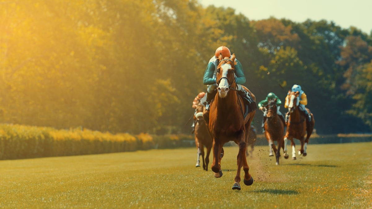 Thousands of racehorses are being slaughtered on UK abattoirs, an investigation by Animal Aid debuting on BBC Panorama reveals