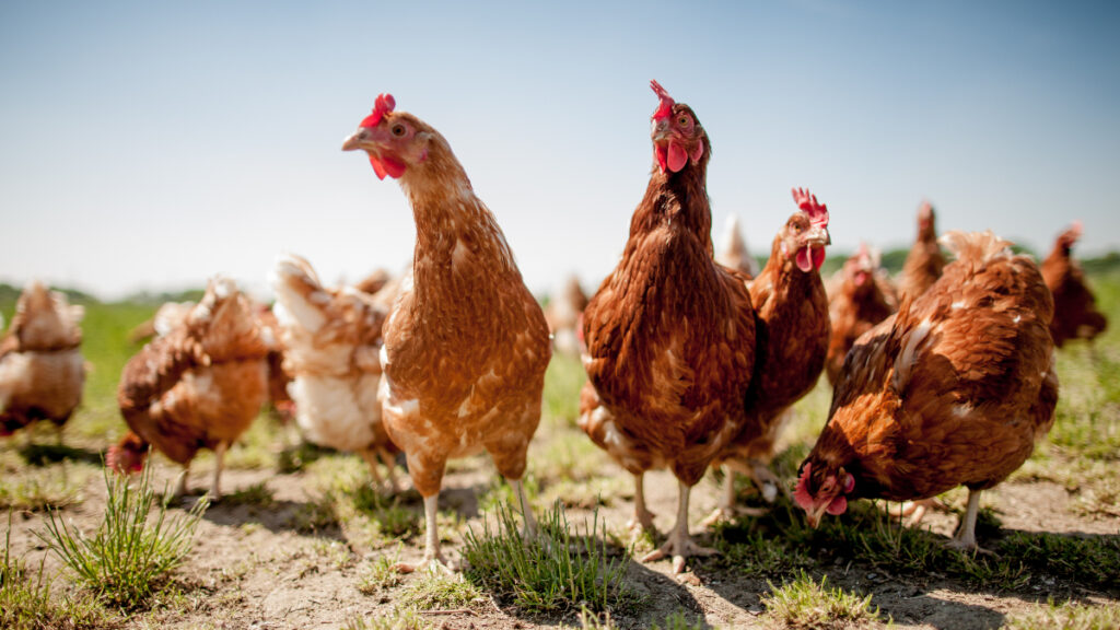 The US government's Department Of Agriculture (USDA) is set to invest a staggering $500 million to expand meat production efforts and encourage competition.
