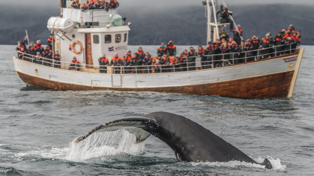 Whale watching safari with humpback whales